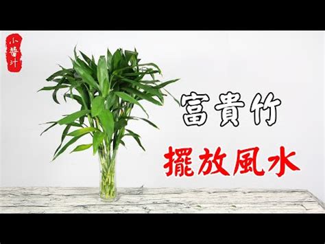 富貴竹開花風水|【一文睇清】富貴竹風水陣的佈陣秘訣！擺對了就是生財大法